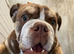 Lilac blue bulldog