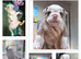Gorgeous Olde English Bulldogges