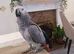 8 months African grey + cage