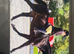 Yearling Oldenburg x colt