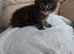 Beautiful kittens for sale