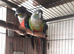young yellow sided x crimson conure semi tame