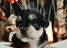 F1B Jackapoo/Parson Pups