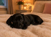 Pure black mini dachshund boy