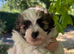 Pomapoo boy puppies