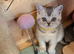Beautiful Scottish straight kittens