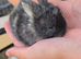 Mini lops