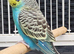 Various Stunning Quality Beautiful Budgies