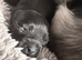 Small long coat chihuahua puppies