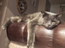 Maine coon for sale