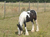 Stunning piebald cob colt