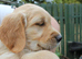 Litter of Golden Retriver puppies