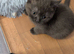 brown British short hair kitten ready to leave