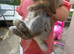 Buck mini lop baby