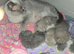 Olny 1 boy left Ready now full british shorthair