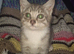 2 beautiful bengal cross girl kittens available now