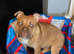 English bulldog x exotic bulldog