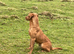 Fox red Labrador pups