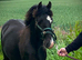 Stunning Yearling