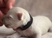 West Highland Terrier Pups For Sale