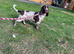 6 year Old cocker spaniel female rehome