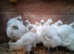 Silkie Chicks