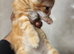 Mix mainecoon kittens