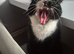 Prince is looking for his 4ever home.