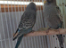 Blackface hen baby budgies
