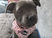 Beautiful Blue Staffordshire bull terrier Girl