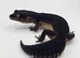 Group of pure and dark cross black night leopard geckos
