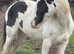 Cob X Clydesdale yearling