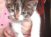 Readynfor forever home
