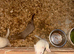 Baby ferrets
