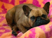1 year old french bulldog