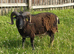 Pedigree Registered Soay Rams