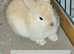 Lionhead babies Ready Now