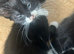 Lovely kittens