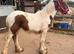 Beautiful skewbald filly