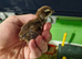 45 Quail Chicks For Sale