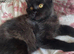 Half Maine Coon female kitten
