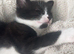 Kitten Looking for a Loving Home