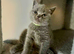 Blue British Shorthair looking new home