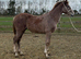 Registered irish draft colt