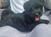 Miniature schnauzer puppies