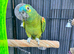 Blue fronted Amazon parrot