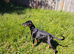 Due to work committments I am sadly looking to re-home my beautiful dorberman lola..!! Lola is 5 and a half months old..!!
