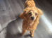 Toy poodle