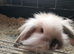 2 beautiful rabbits for sale