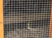 California Quails